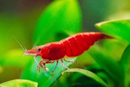 Cherry shrimp