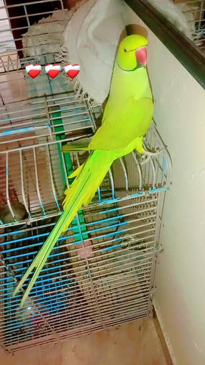 Ringneck parrot for sale 03352731306