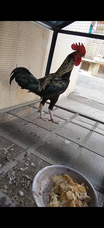 Aseel Cross Patha and Black Australorp Murga