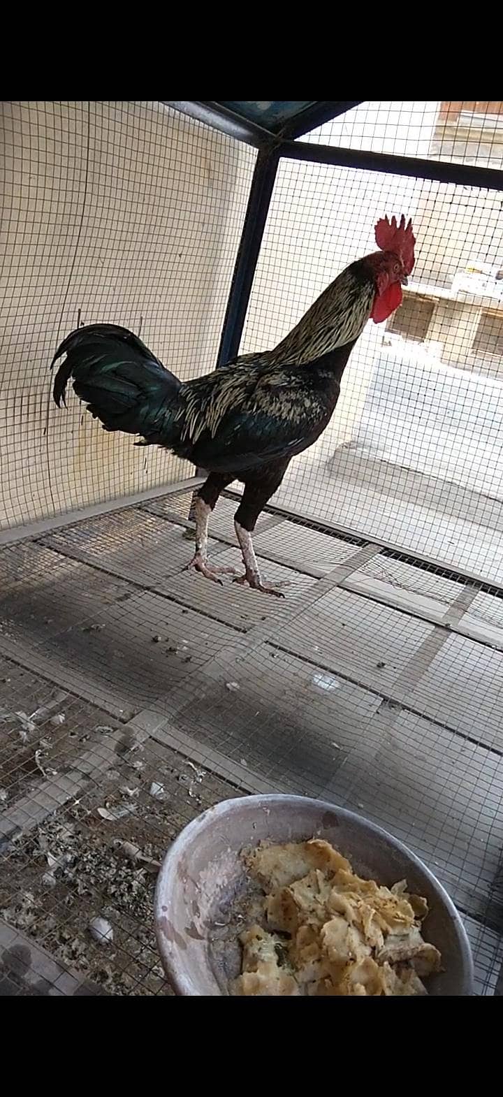 2 Murgay Aseel Cross and Black Australorp - Hens - 1115321946