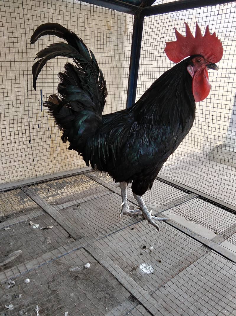 2 Murgay Aseel Cross and Black Australorp - Hens - 1115321946
