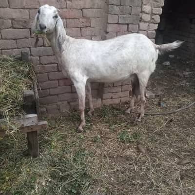 pure family for sale