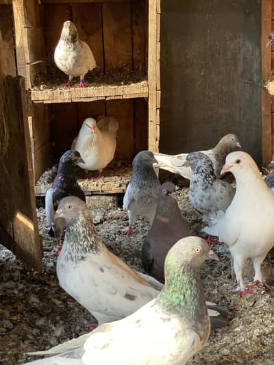 Pigeons urgent sell