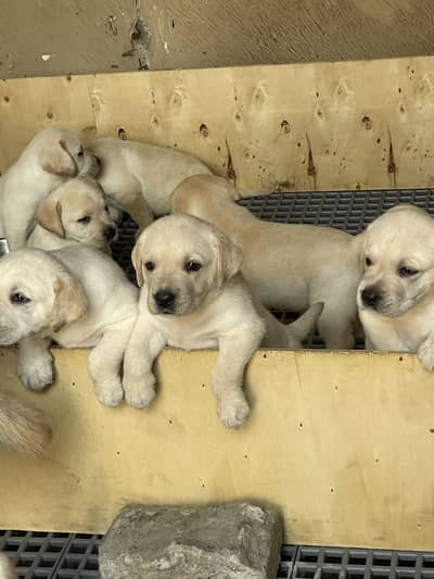 Pedigree Labrador puppies