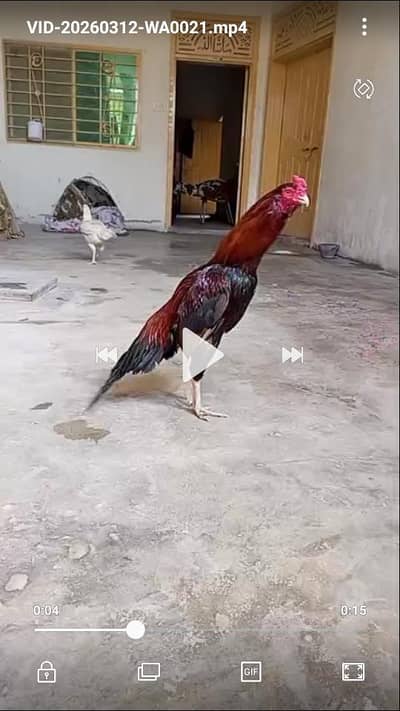 High Quality Aseel Birds and cages for sale all setup