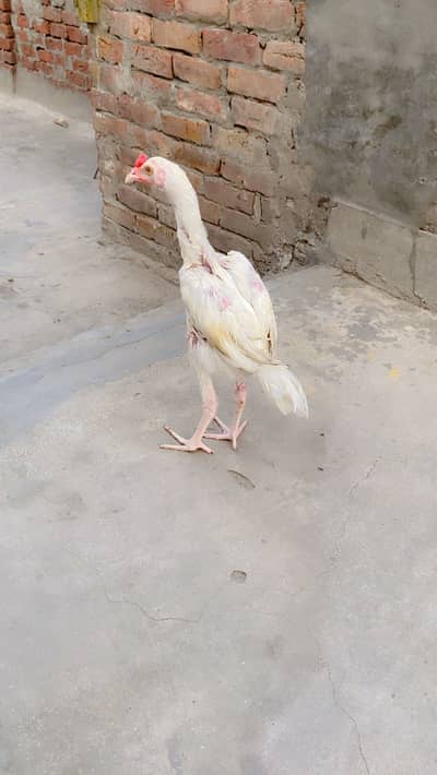 Heera Aseel pair paper white