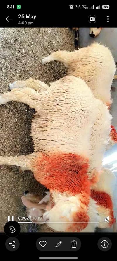 Gulabi chatra Bakra For Sale