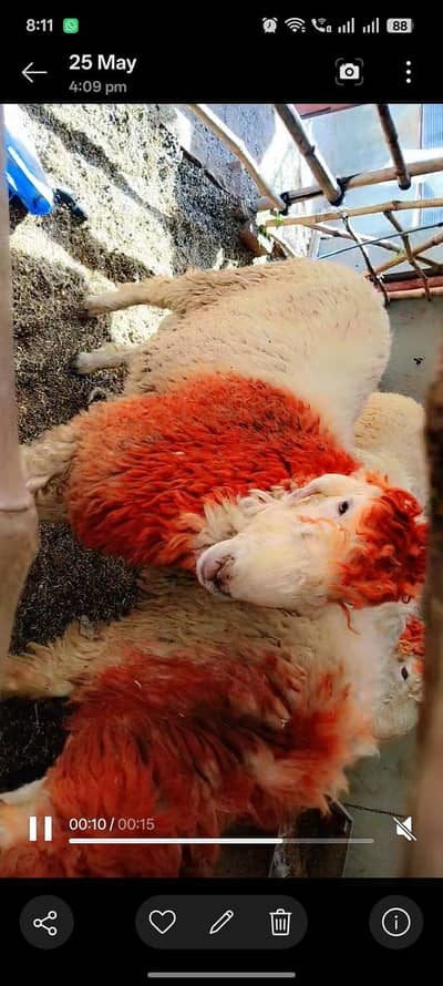 Gulabi chatra Bakra For Sale