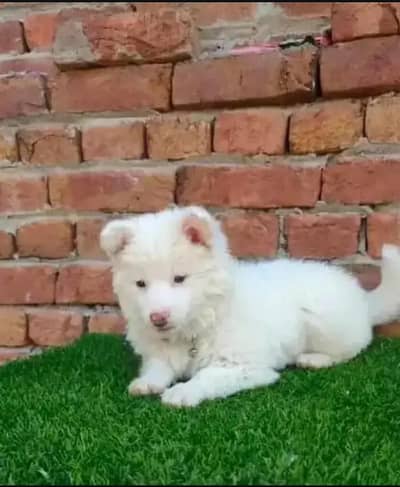 Russian dog puppy for sale vaccine mukammal potty train