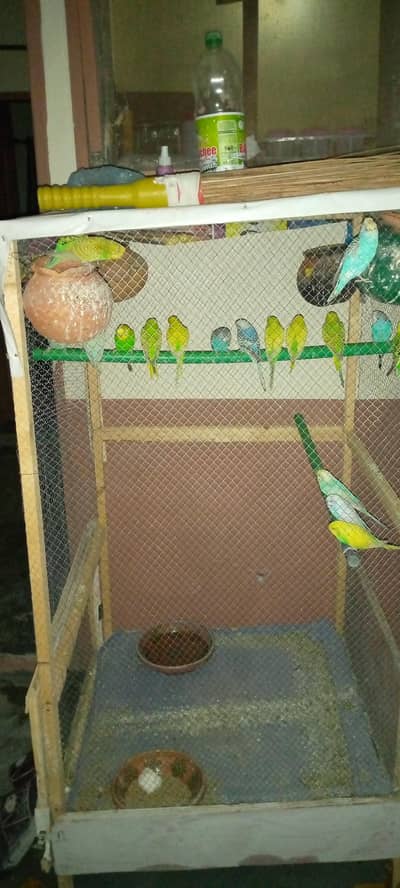 Australia budgie pair and chicks for sale