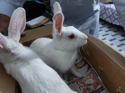 A Pair of adult white red eyes Rabbits