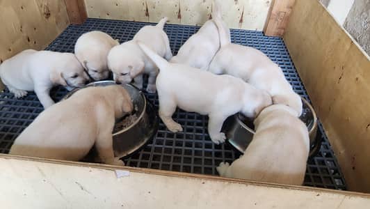 Labrador puppies available for sale