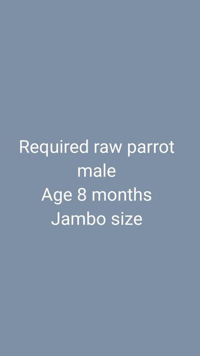 kashmiri raw parrot