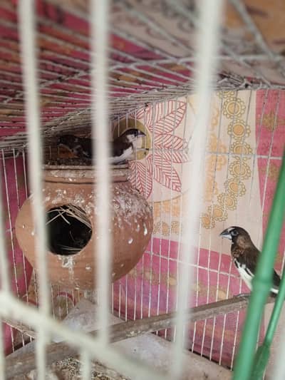 bengalese finch