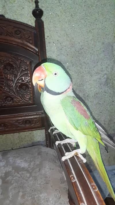 Beautiful Raw Parrot Available