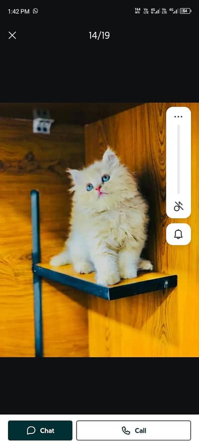 Persian cat for sale my WhatsApp number  03703659905