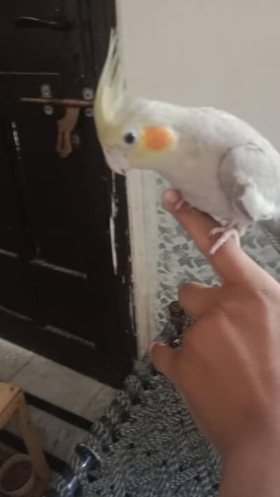 most beautiful parrots