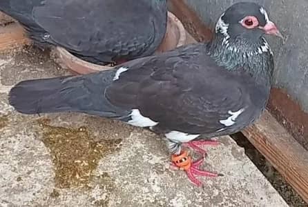 female for sale