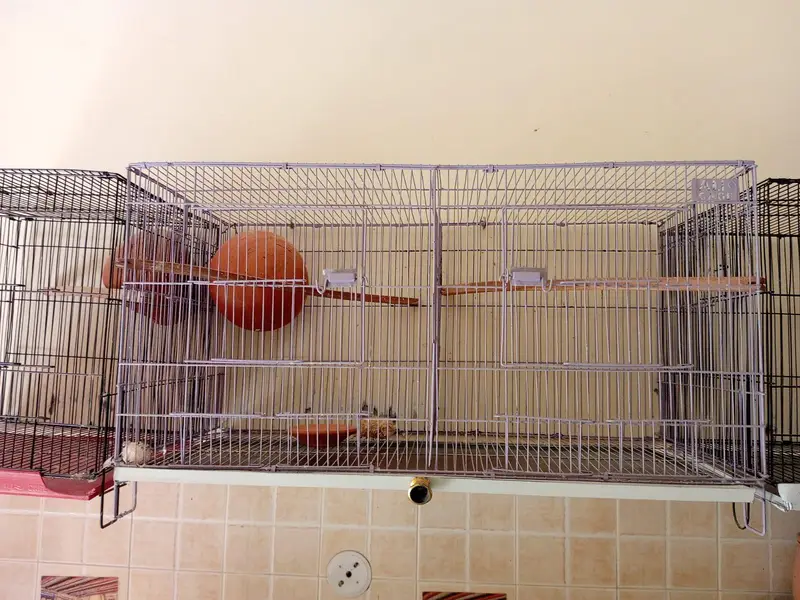 birds cage for urgent  sale — photo 3