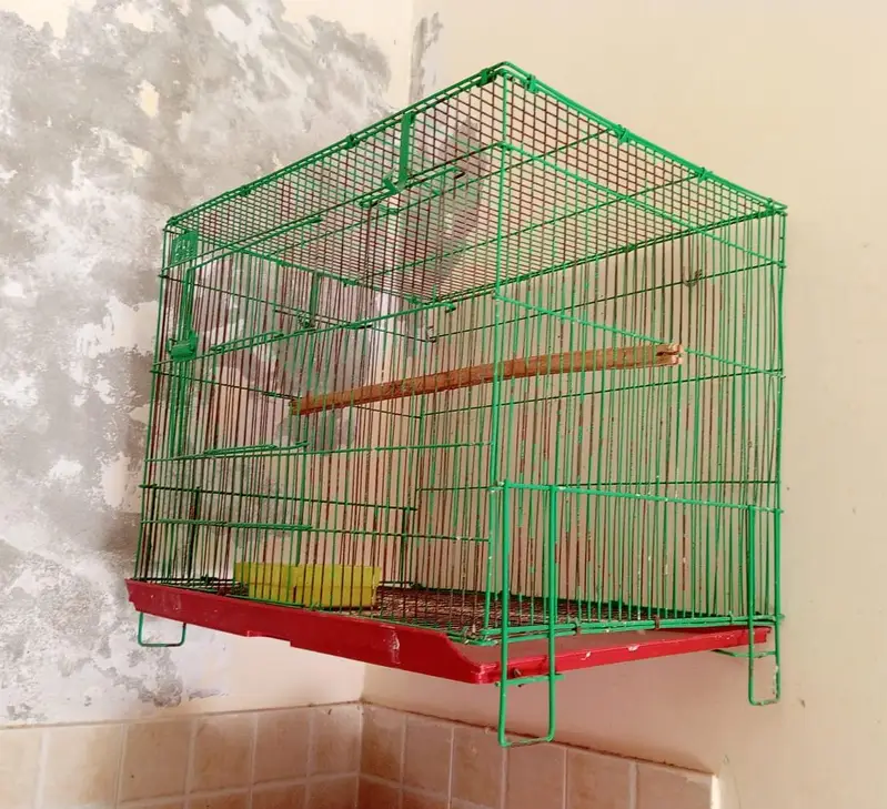 birds cage for urgent  sale — photo 4