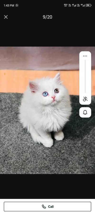 Persian cat for sale my WhatsApp number  03703659905