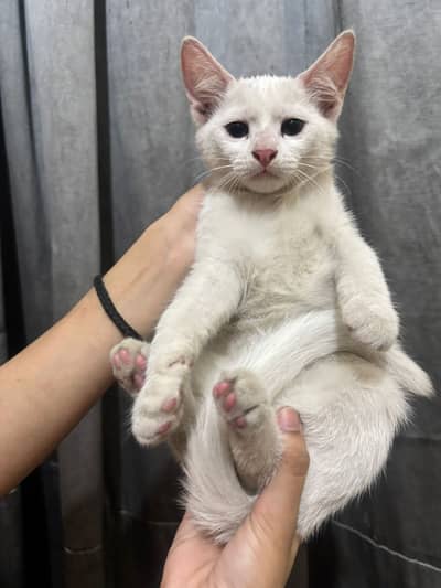 Beautiful cat
