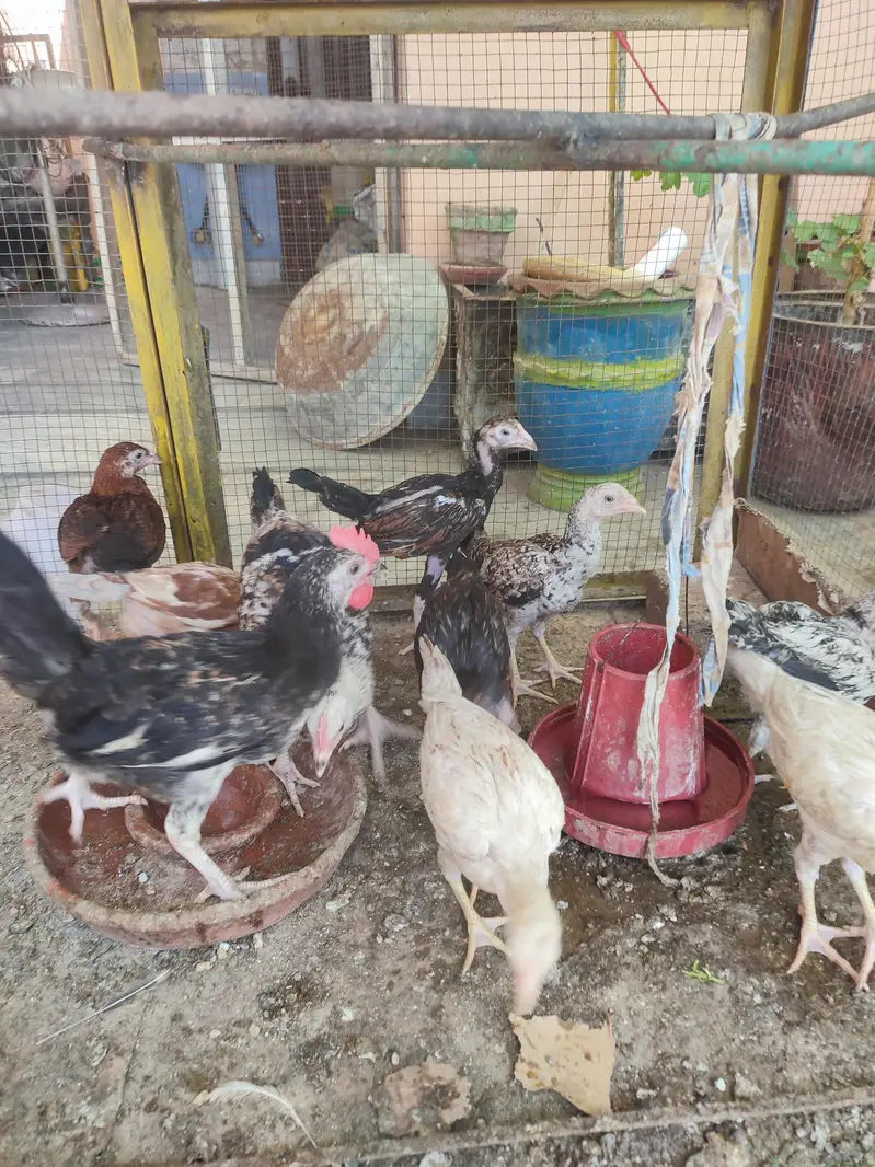 Aseel chuza for sell — photo 4