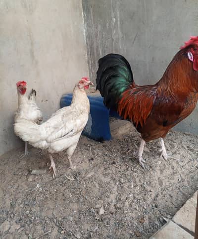 hen's for sale 03123676415