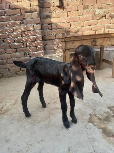 nagra betal female kid 1 month plus available in fsd 03007655565