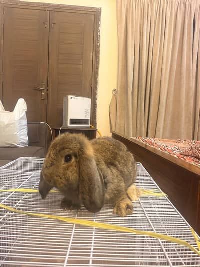 Holland Lop breeding pair