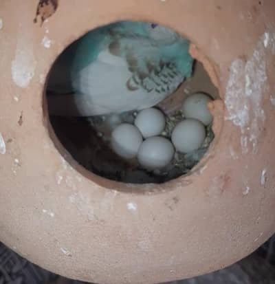 Confirm Breeding pair for sale with pathe