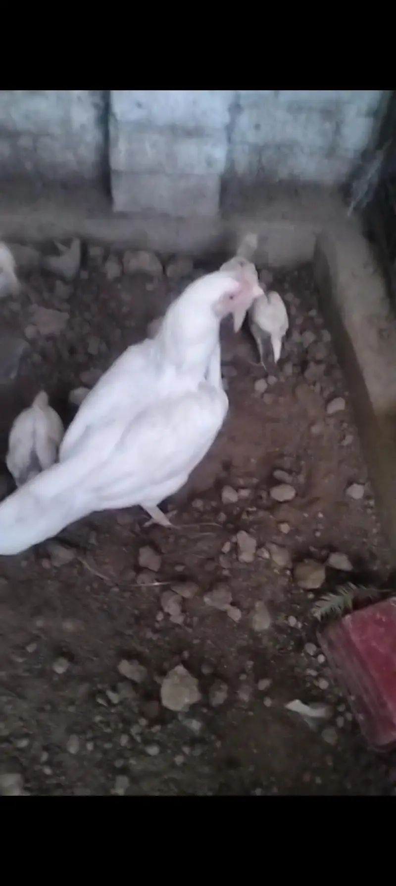Aseel Heera chicks 03039249249
