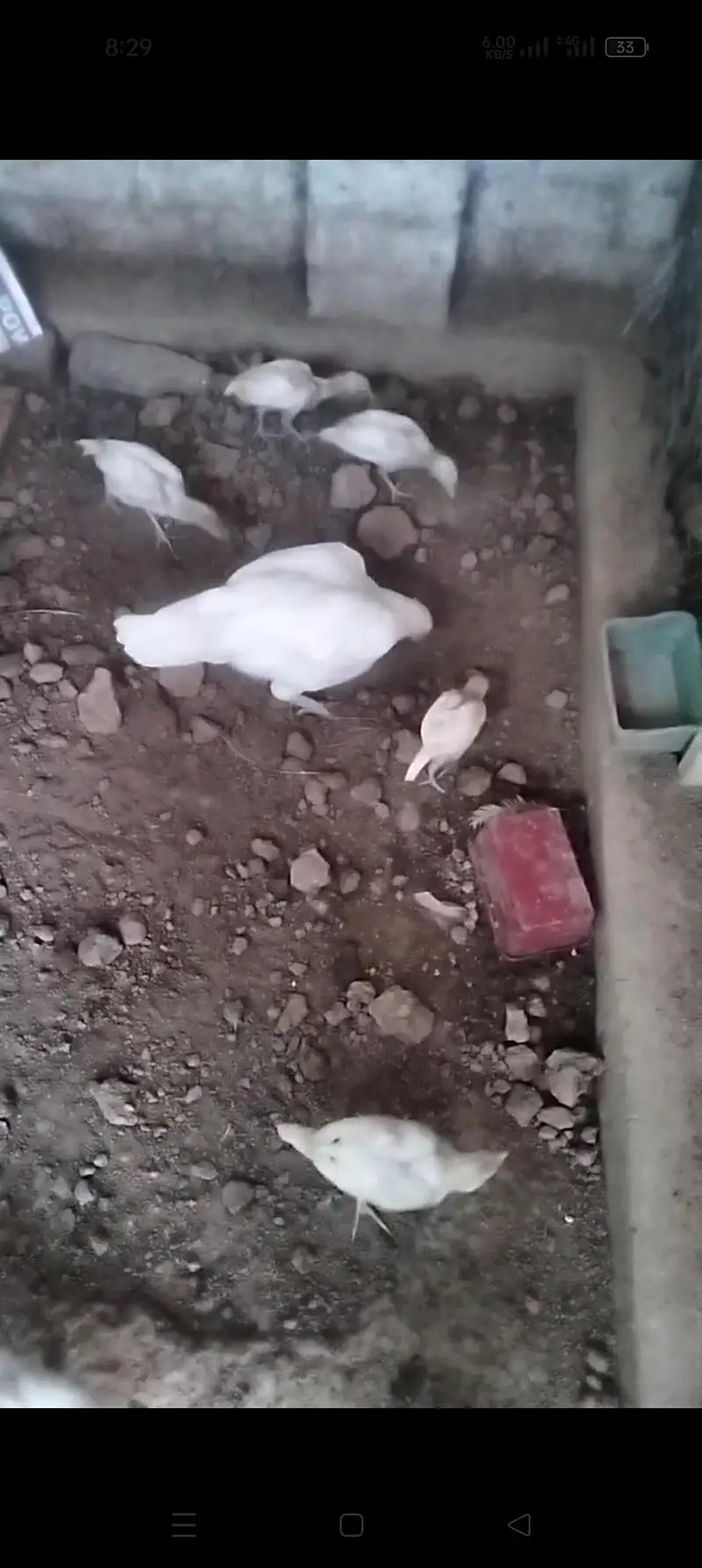 Aseel Heera chicks 03039249249 — photo 2