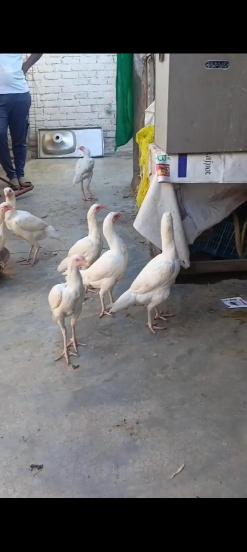 Aseel Heera chicks 03039249249 — photo 3