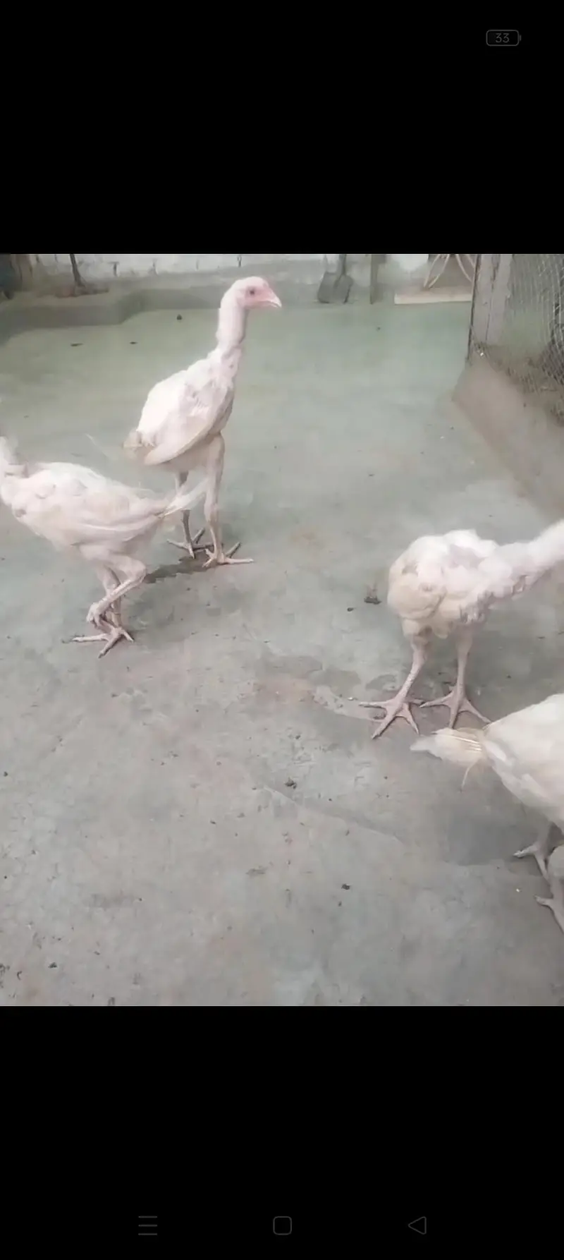 Aseel Heera chicks 03039249249 — photo 4