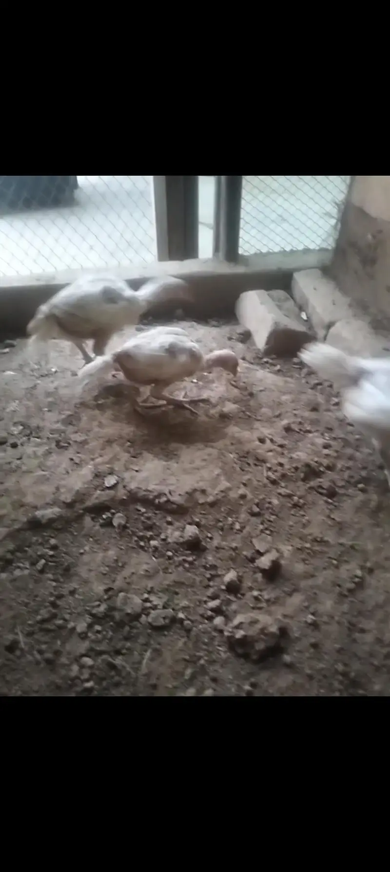 Aseel Heera chicks 03039249249 — photo 5