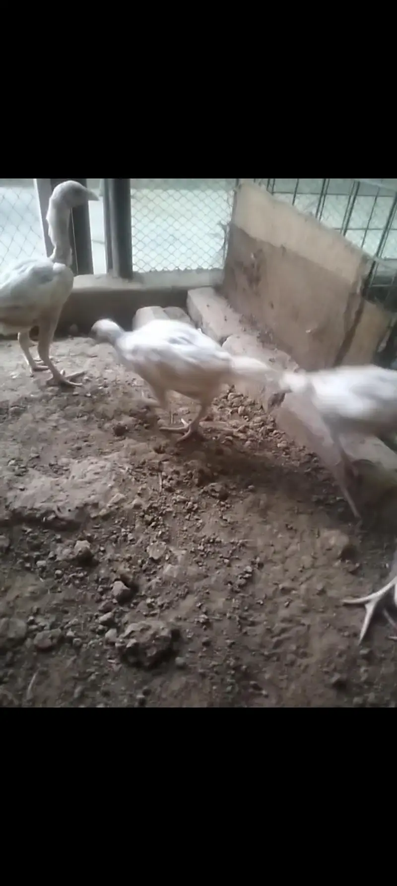 Aseel Heera chicks 03039249249 — photo 6