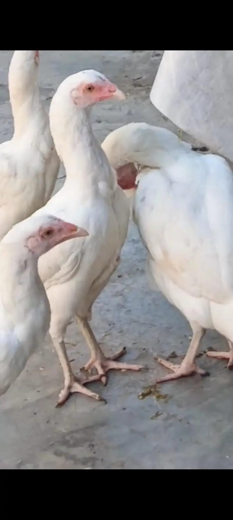 Aseel Heera chicks 03039249249 — photo 7