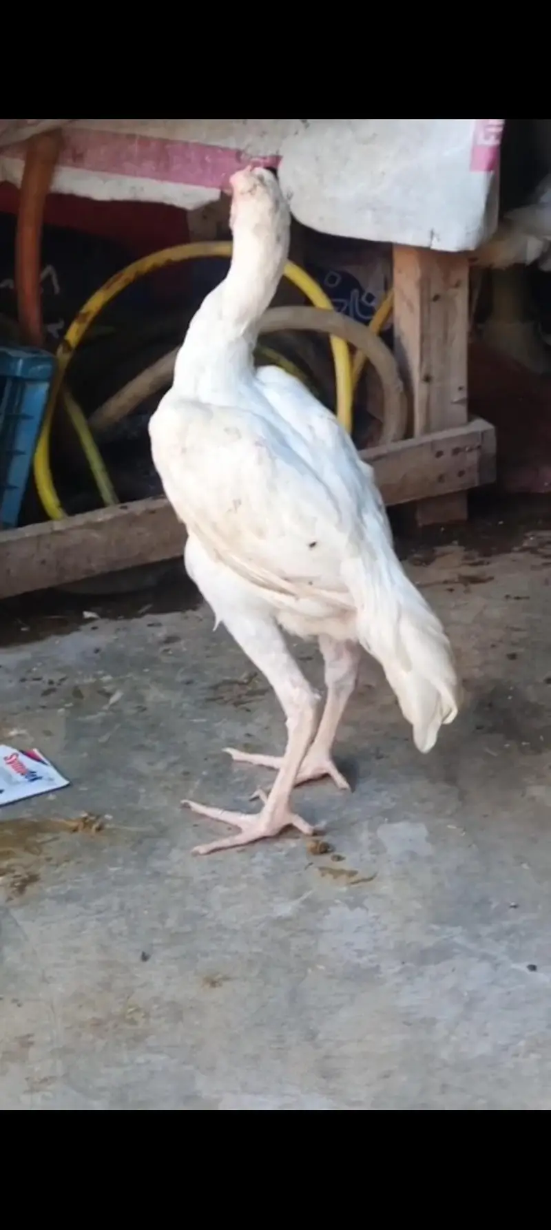 Aseel Heera chicks 03039249249 — photo 8