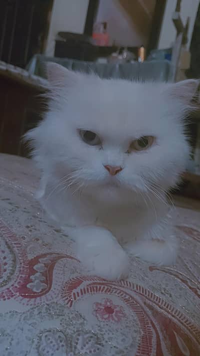 Persian female cat