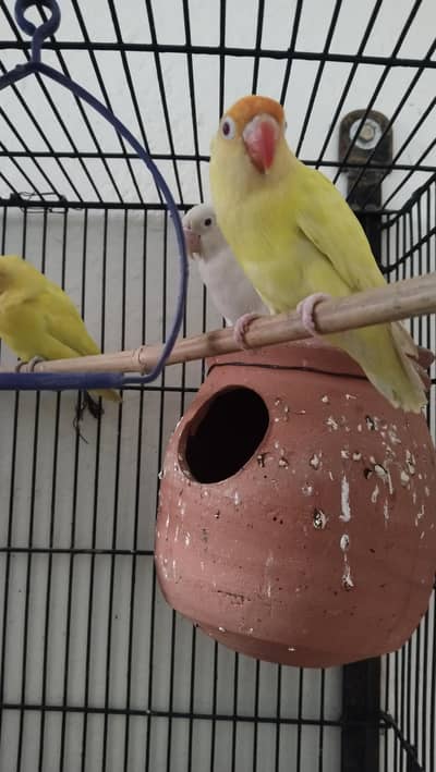 2 pairs Love birds