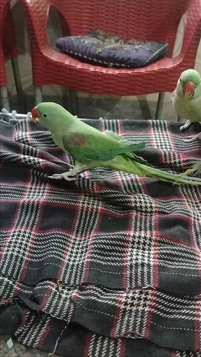 3 Raw parrots For sale