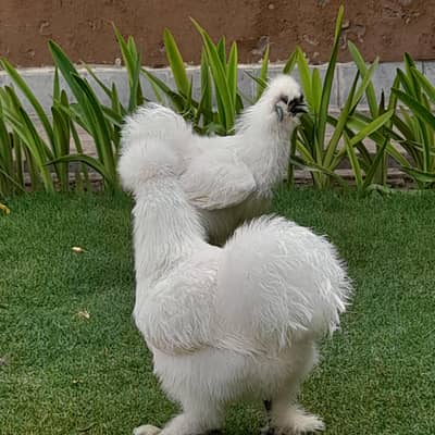 white silki chicks_silkie hen/bantam chicks |Australop hens |Heritage