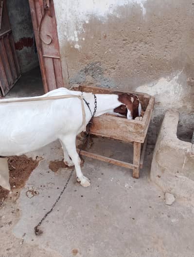 rajan pori bakri
