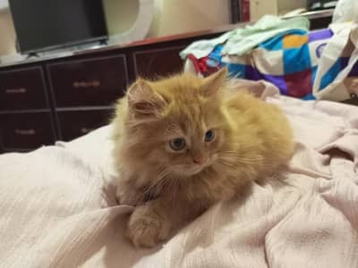 cat kittens
