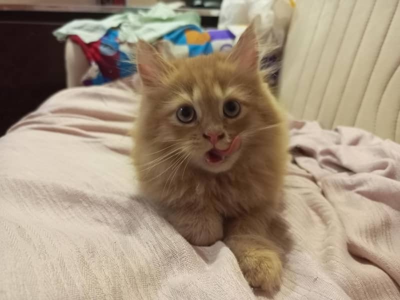 cat kittens 1