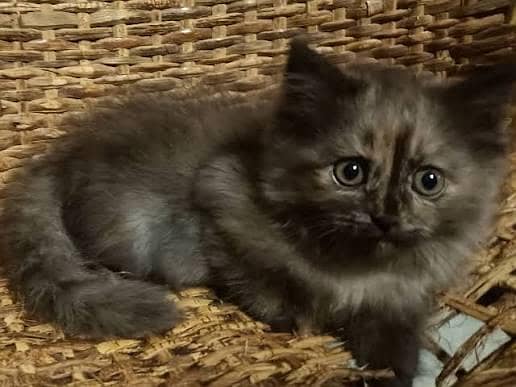 cat kittens 2