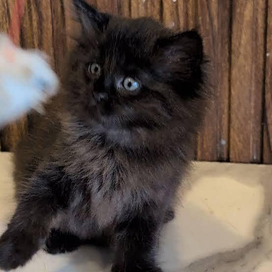 cat kittens 3