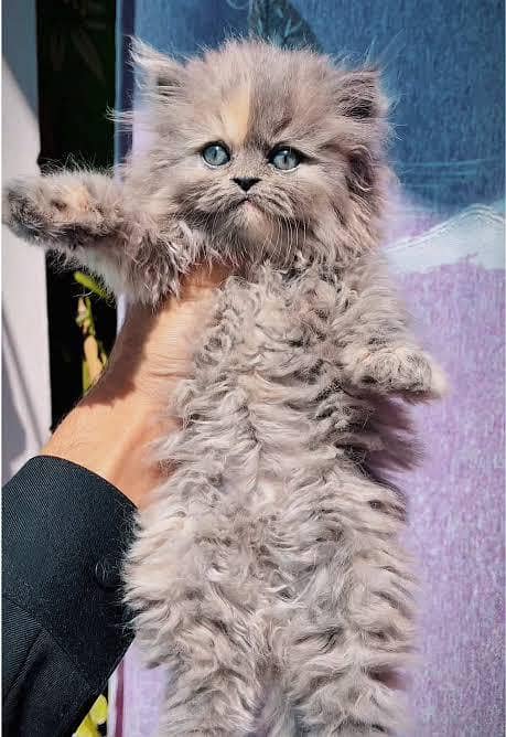 cat kittens 4
