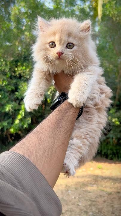 cat kittens 5